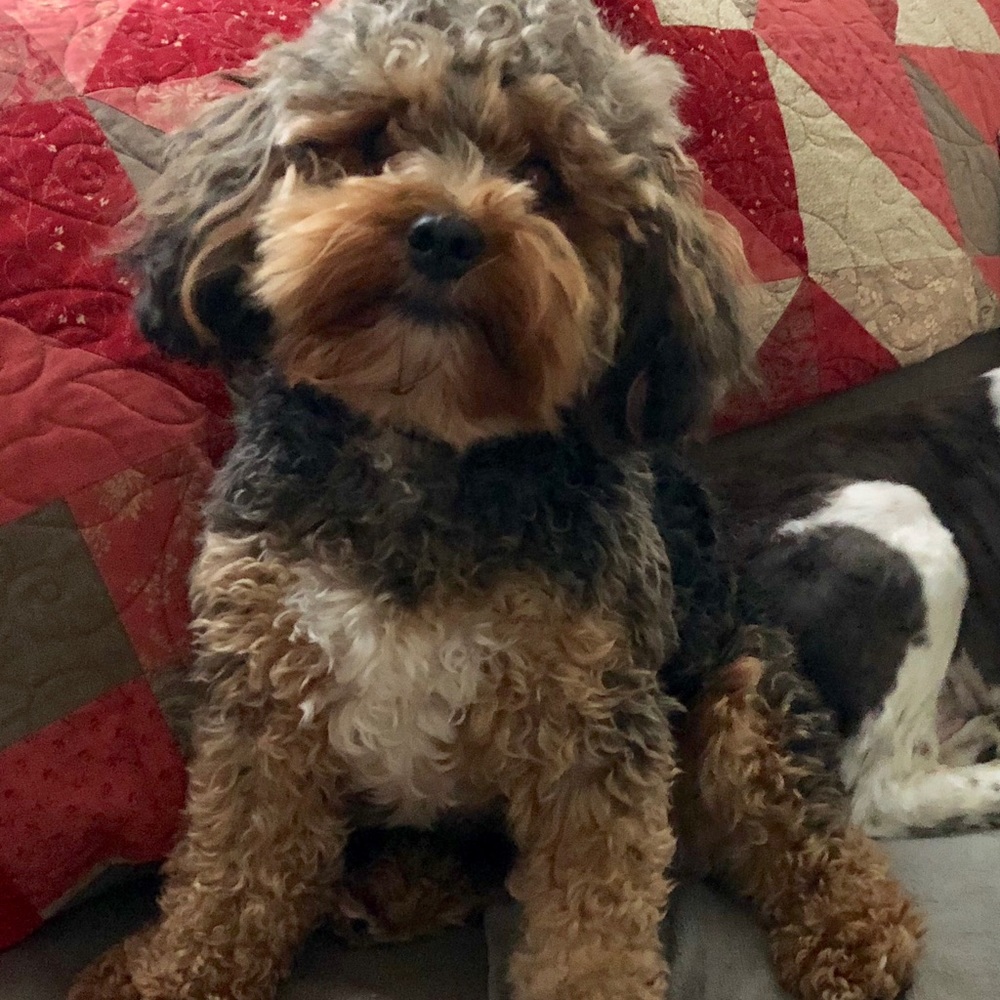 Meet your Posher, Alexa